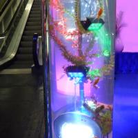 Lichteffekte Wasserwelt 7 20170611 1618069917