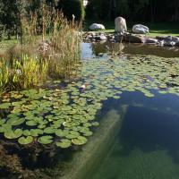 Schwimmteich 1 20170611 1914540178