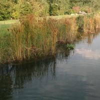 Schwimmteich 4 20170611 1849432088